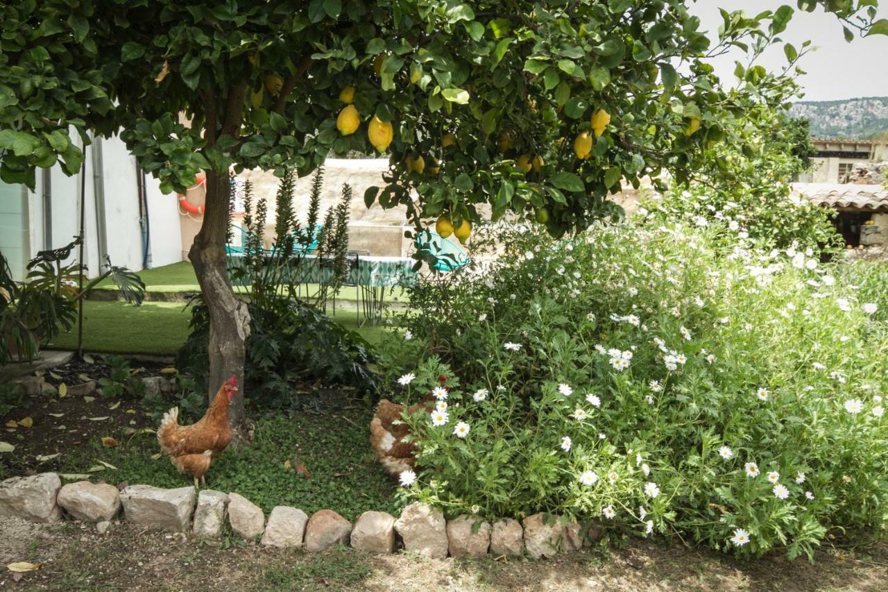 Sa Fita Backpackers - Albergue Juvenil Esporles Bagian luar foto